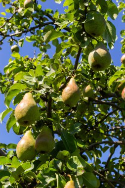 Pear tree. Pear green garden with fruit. Natural environment, outdoors.