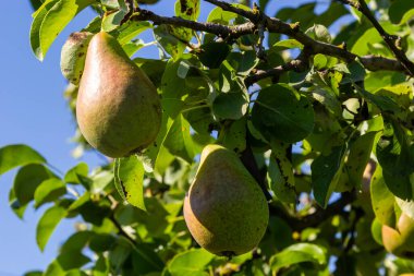 Armut ağacı Pyrus komünisi. Bahçedeki bir ağaçta olgun armutlar. Kapat..