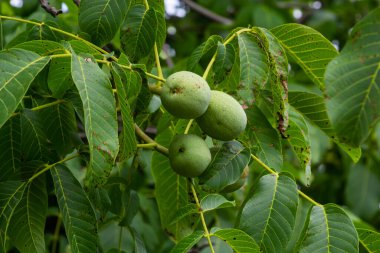Ağaçta büyüyen yeşil cevizler. Yaklaş..