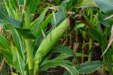 Mısır tarlasında mısır koçanı. Ana odak noktası mısır koçanı. Yaz boyunca genç ve yeşil mısır tarlaları. Tarım, üretim, mısır ve tarım kavramı.