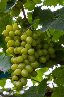 Ripe grapes grow on bushes. Bunch of grapes before harvest.