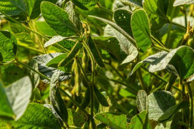 Soya fasulyesi tarlasında soya tohumları, mavi gökyüzü arka planında, yakın plan. Soya bitkisi. Soya kapsülleri. Soya tarlası.