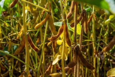 Soya fasulyesi tarlasında kabuk. Sarı ve kahverengi kapsüller. Verimlilik geliştirme teknolojisi.