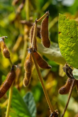 Brezilya 'nın Rio Grande do Sul kentindeki bir çiftlikte hasat edilmeye hazır bir soya tarlası. Yeşil yapraklar, gri ve mavi gökyüzü, yağmur bulutları, sarı ve kahverengi kapsüller. Teknoloji verimliliği körüklüyor.