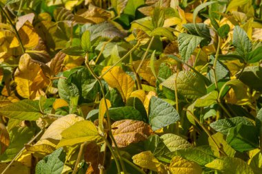 Soya fasulyesi makrosu. Soya fasulyesi hasadı, tarım baklagilleri. Soya fasulyesi tarlası - kuru soya kabuğu.