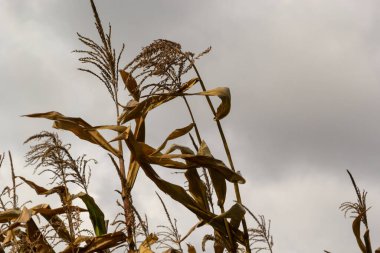 Sonbahar tarım manzarası. Olgun bir mısır tarlasının dramatik bulutlu gökyüzü manzarası. hasat zamanı.
