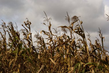 Sonbahar tarım manzarası. Olgun bir mısır tarlasının dramatik bulutlu gökyüzü manzarası. hasat zamanı.