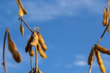 Soya fasulyesi tarlası. Gün batımında olgun altın sarısı soya fasulyesi kabukları. Altın parıltıda soya fasulyesi tarlası. Bulanık arka plan, sığ alan derinliği iyi hasat kavramı. Makro.