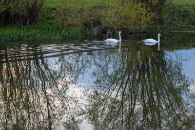 Whooper Swan - Suyun içinde Kuğu renginde koyu bir arka plan. River, yaz akşamı..