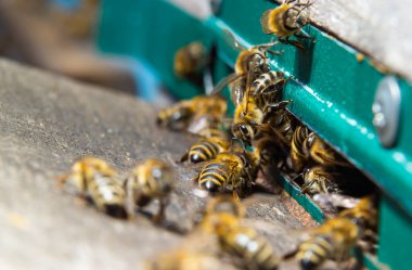 swarm of honey bees flying around beehive. Bees returning from collecting honey fly back to the hive. Honey bees on home apiary, apiculture concept.