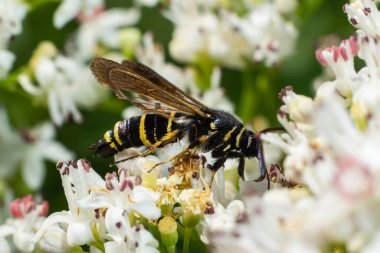 Paranthrene tabaniformis on elder flower close-up. In the natural environment, near the forest in summer.