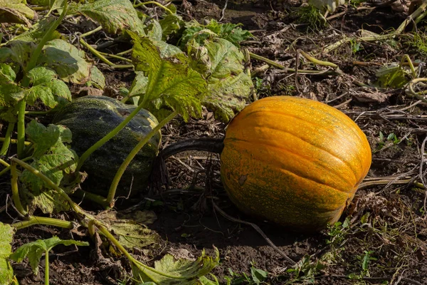 Pumpkin plants with rich harvest on a field ready to be harvested.