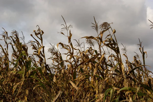 Sonbahar tarım manzarası. Olgun bir mısır tarlasının dramatik bulutlu gökyüzü manzarası. hasat zamanı.