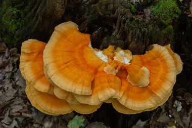 Sülfür sarısı, Latin laetiporus sülfür, ağaçta yetişen bir mantar türüdür..