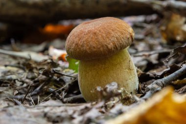 Boletus edulis ya da seps, ormandaki yenilebilir yabani mantar..
