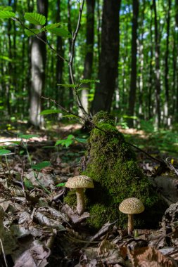 Xerocomellus chrysenteron, bilinen adıyla Boletus chrysenteron veya Xerocomus chrysenteron - yenilebilir mantar. Doğal ortamda mantar.