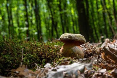Boletus eritopus ya da Neoboletus uridiforis mantarı sonbahar mevsiminde yeşil çimlerde ve ıslak zeminde yetişir. Boletus luridiforis uzun pişirmeden sonra yenilebilir mantardır..