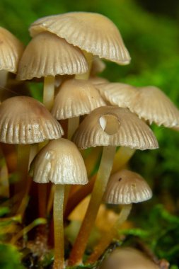 İnce bacaklı dostça bir mantar ailesi yeşil bir arka planda kümelenmiş bir başlık..