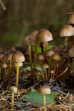 Kümelenmiş Bonnet Mycena eğimli bir kütüğün üzerinde büyüyor..