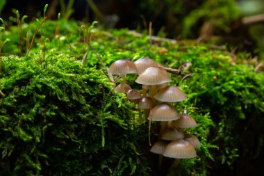 Kümelenmiş Bonnet Mycena eğimli bir kütüğün üzerinde büyüyor..
