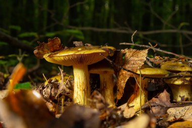 Cortinarius 'a yakın çekim zaferleri, ormanın arka planına karşı doğal bir çevrede.