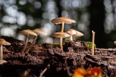 Baeospora myosura türünden bir grup mantar..