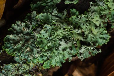Lichen - Parmotrema reticulatum Düşen kütük üzerinde büyüyor.