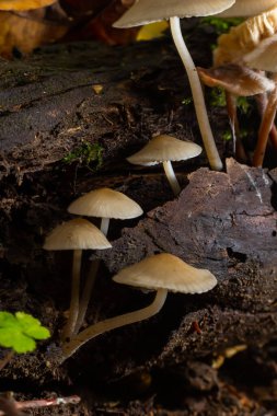 Yosun üzerinde büyüyen sihirli mantarlar. Büyük ihtimalle Mycena galericulata.