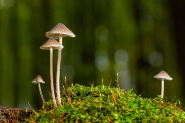 Ormanda beyaz mantarlar, Mycena piringa mantarları.