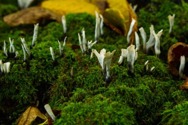 Xylaria hipoksilon, Xylaria familyasından bir mantar türüdür. Xylaria hipoksilon, şamdan mantarı, şamdan mantarı, karbon boynuzu ya da geyik boynuzu mantarı olarak bilinir..