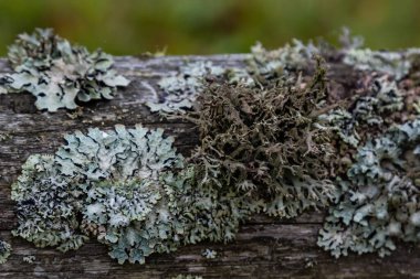Hypogymnia physodes keşiş kaput liken ormanda ağaç dalı kapalı seçici odak.