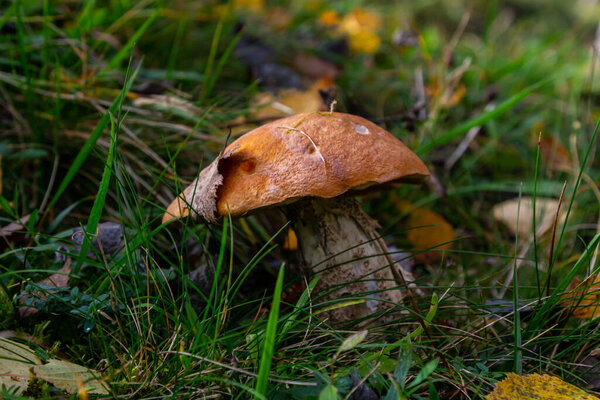 Leccinum aurantiacum or rough-stemmed bolete mushrooms growing in the moss. Wild mushroom growing in forest. Ukraine.