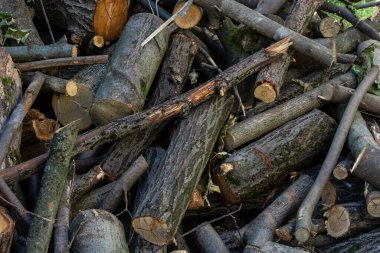 Kütükler ağaç kesiminden sonra yerde yatar. Yakacak odun ısıtmaya hazır..