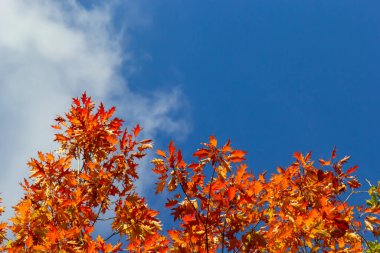 Sonbahar ağacının sarı yeşil yaprakları mavi gökyüzüne karşı.