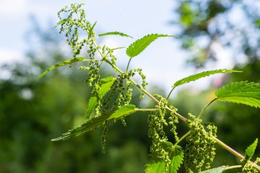 Urtica dioica ya da ısırgan otu, bahçede. Isırgan otu, kanama, idrar söktürücü, ateş düşürücü, yara iyileştirme, antiheumatik madde olarak kullanılan bir ilaç..
