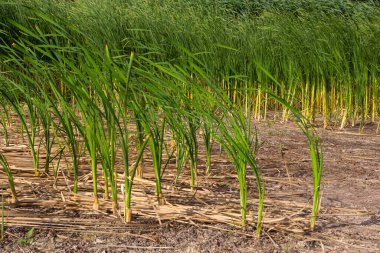Typha latifolia cattail, bulrush, common bulrush, common cattail, Great reedspace, cooper 's reed, cumbungi Typha cinsindeki daimi otçul bitkidir..