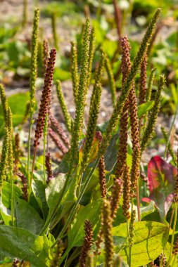 Kumlu topraklarda bitki yetiştirmek. Bitki örtüsü geniş yapraklı muz, beyaz adamın ayağı ya da daha büyük muz.
