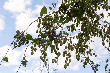 Humulus lupulus kenevir familyasından bir bitki türüdür. Vahşi doğada yetişen ve tarım endüstrisinde yetiştirilen tıbbi bir bitki..