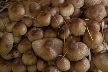 İnce bacaklı dostça bir mantar ailesi yeşil bir arka planda kümelenmiş bir başlık..