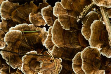 Anise mazegill, kahverengi çürük mantar, Gloeophyllum odoratum..