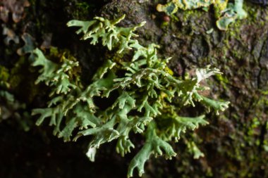 Lichen - Parmotrema reticulatum Düşen kütük üzerinde büyüyor.
