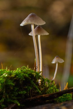 Mantar micena galopus ormandaki yeşil yosunlarda yetişir..