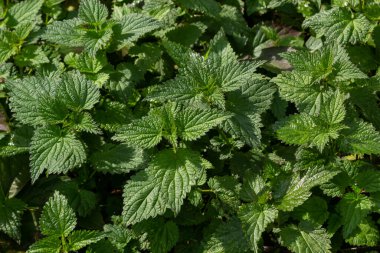 Urtica dioica ya da ısırgan otu, bahçede. Isırgan otu, kanama, idrar söktürücü, ateş düşürücü, yara iyileştirme, antiheumatik madde olarak kullanılan bir ilaç..