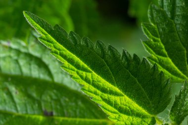 Urtica dioica ya da ısırgan otu, bahçede. Isırgan otu, kanama, idrar söktürücü, ateş düşürücü, yara iyileştirme, antiheumatik madde olarak kullanılan bir ilaç..