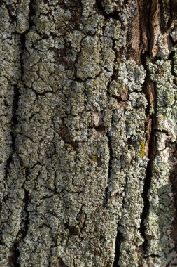 Yakın plan çekim. Yeşil yapraklı beyaz tüp kemik yastığı liken Parmeliaceae familyası Hipogymnia Physodes ormandaki kozalaklı ağaç kabuklarında yetişiyor. Ortak yaşam demek. Doğal doku kahverengi soyut arkaplan.