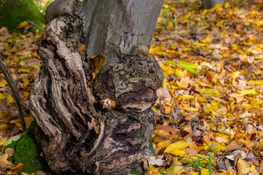 Bagajdaki bitki hastalığının formu. Ana gövdedeki bu çoğalma birkaç yıldır devam ediyor..