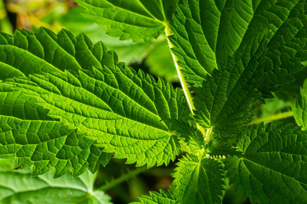 The nettle dioecious Urtica dioica with green leaves grows in natural thickets.