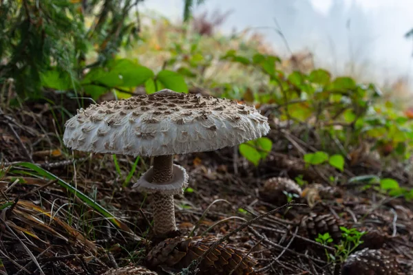 Ormanda güneş ışınlarıyla kaplı güzel bir mantar mantarı Macrolepiota Procera..
