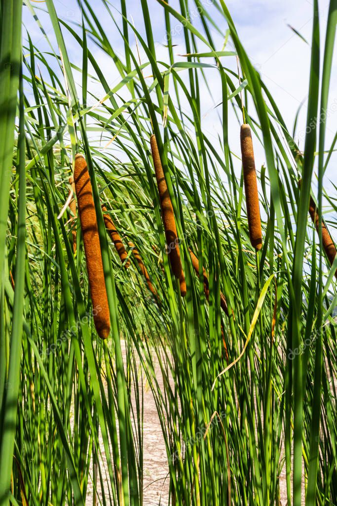 Planta de maza de caña también conocida como gato cola, junco