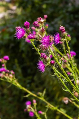 A flowering bush of pink sows Cirsium arvense in a natural environment, among wild flowers. Creeping Thistle Cirsium arvense blooming in summer. Violet flowers on meadow, focus on flower in front.